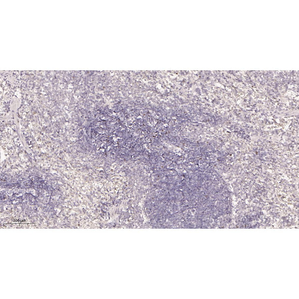 U-Blot® FoxP3 Rabbit Monoclonal Antibody – Figure 1 of 4