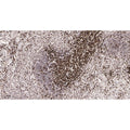 U-Blot® CD3 Rabbit Monoclonal Antibody – Figure 1 of 3