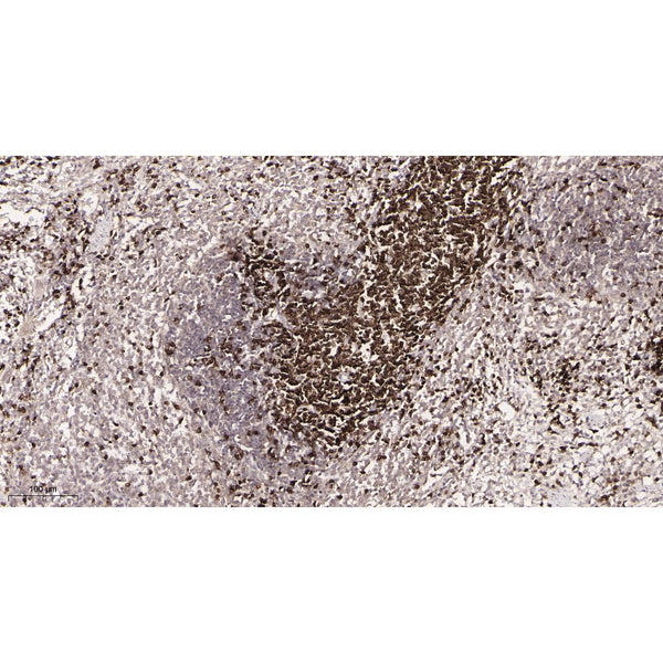 U-Blot® CD3 Rabbit Monoclonal Antibody – Figure 1 of 3