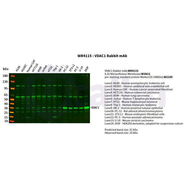 U-Blot® VDAC1 Rabbit Monoclonal Antibody – Figure 1 of 2