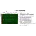 U-Blot® STAT2 Rabbit Monoclonal Antibody – Figure 1 of 5