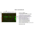 U-Blot® HSP70 Rabbit Monoclonal Antibody – Figure 1 of 5