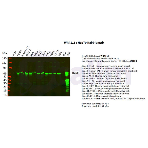 U-Blot® HSP70 Rabbit Monoclonal Antibody – Figure 1 of 5