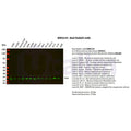 U-Blot® Bad Rabbit Monoclonal Antibody – Figure 1 of 5