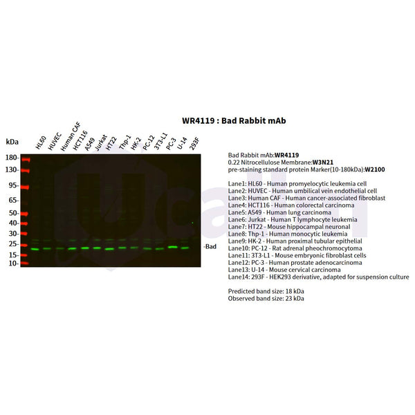 U-Blot® Bad Rabbit Monoclonal Antibody – Figure 1 of 5