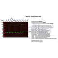 U-Blot® PCNA Rabbit Monoclonal Antibody – Figure 1 of 4