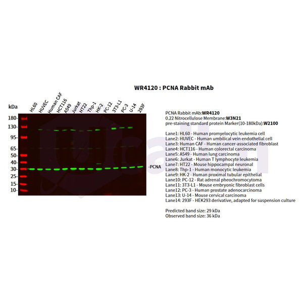 U-Blot® PCNA Rabbit Monoclonal Antibody – Figure 1 of 4