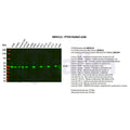 U-Blot® PTEN Rabbit Monoclonal Antibody – Figure 1 of 4