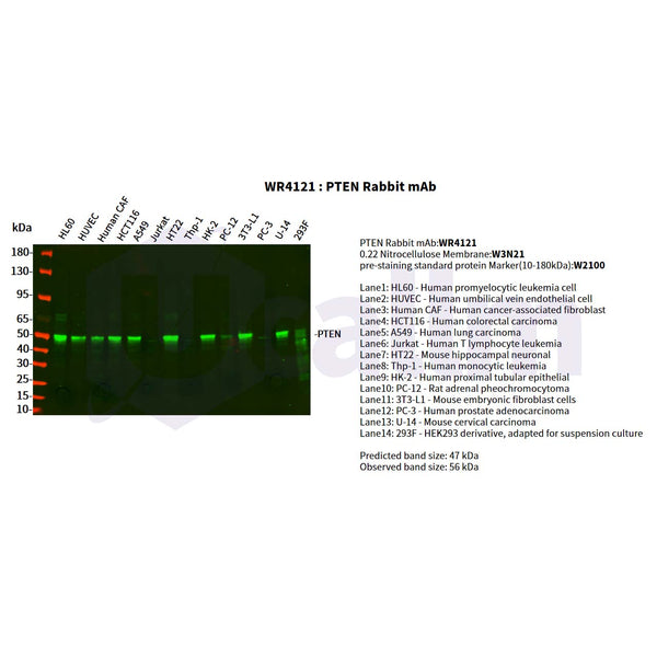 U-Blot® PTEN Rabbit Monoclonal Antibody – Figure 1 of 4