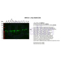 U-Blot® c-Myc Rabbit Monoclonal Antibody – Figure 1 of 3