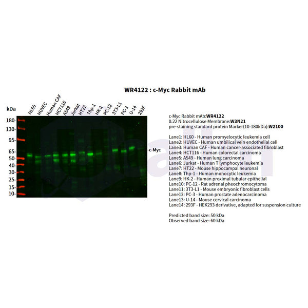 U-Blot® c-Myc Rabbit Monoclonal Antibody – Figure 1 of 3