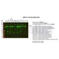 U-Blot® Notch1 Rabbit Monoclonal Antibody – Figure 1 of 2