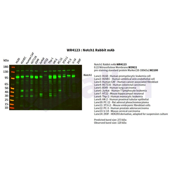 U-Blot® Notch1 Rabbit Monoclonal Antibody – Figure 1 of 2