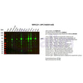 U-Blot® LRP1 Rabbit Monoclonal Antibody – Figure 1 of 5