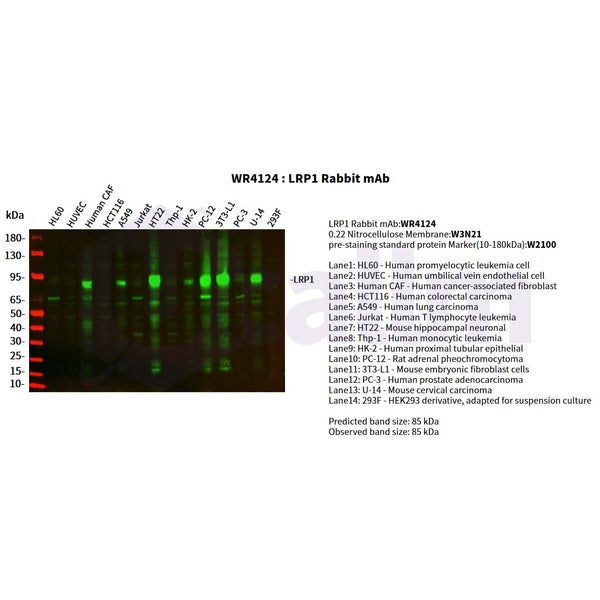 U-Blot® LRP1 Rabbit Monoclonal Antibody – Figure 1 of 5