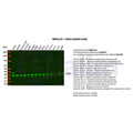 U-Blot® CDK2 Rabbit Monoclonal Antibody – Figure 1 of 3