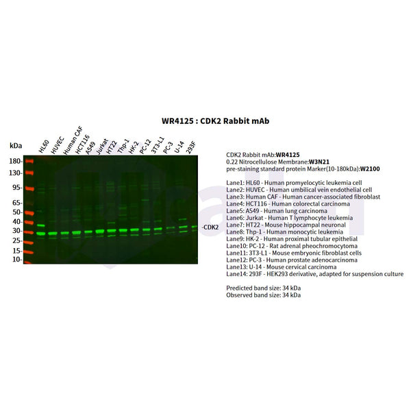 U-Blot® CDK2 Rabbit Monoclonal Antibody – Figure 1 of 3