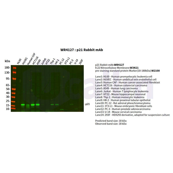 U-Blot® p21 Rabbit Monoclonal Antibody (PT0237R) – Figure 1 of 3