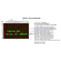 U-Blot® Cyclin D1 Rabbit Monoclonal Antibody – Figure 1 of 7