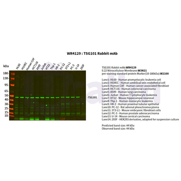 U-Blot® TSG101 Rabbit Monoclonal Antibody – Figure 1 of 2