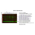 U-Blot® NRAS Rabbit Monoclonal Antibody – Figure 1 of 2