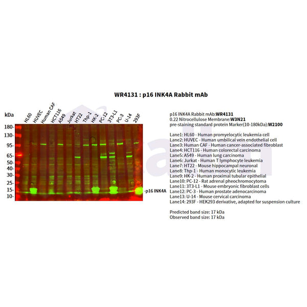 U-Blot® p16 INK4A Rabbit Monoclonal Antibody – Figure 1 of 2