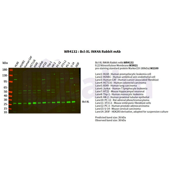 U-Blot® Bcl-XL Rabbit Monoclonal Antibody – Figure 1 of 3