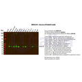 U-Blot® Aurora B Rabbit Monoclonal Antibody – Figure 1 of 2