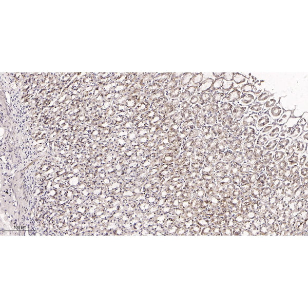 U-Blot® Mucin 5AC Rabbit Monoclonal Antibody – Figure 1 of 2