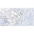 U-Blot® LAMP2 Rabbit Monoclonal Antibody – Figure 1 of 2