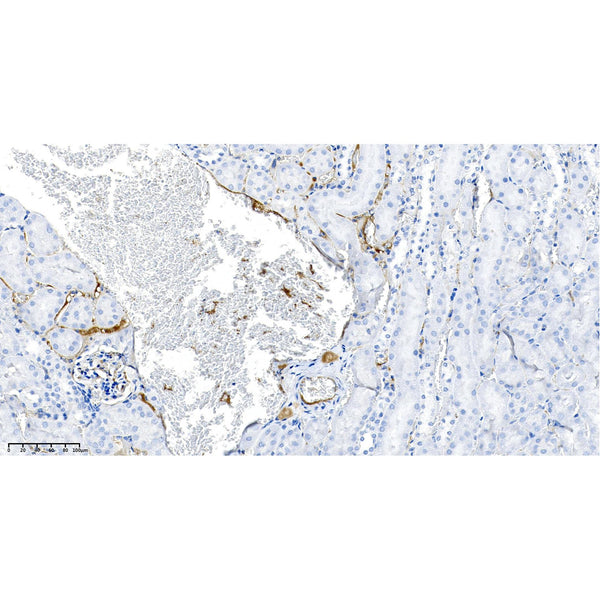 U-Blot® LAMP2 Rabbit Monoclonal Antibody – Figure 1 of 2