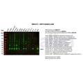 U-Blot® SIRT3 Rabbit Monoclonal Antibody – Figure 1 of 3