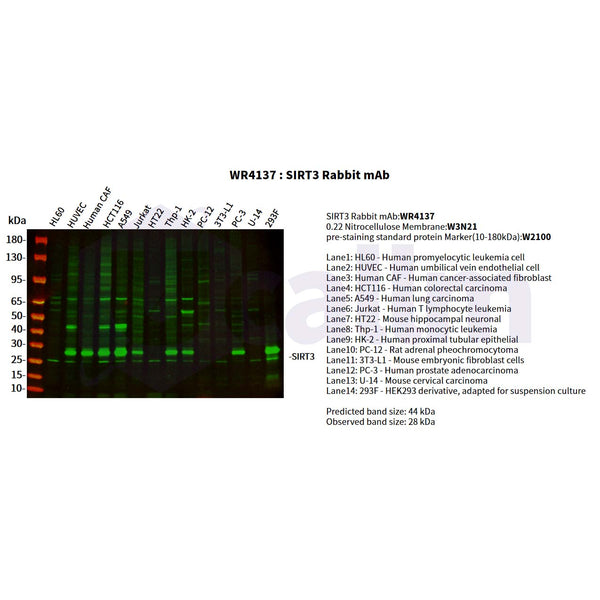 U-Blot® SIRT3 Rabbit Monoclonal Antibody – Figure 1 of 3