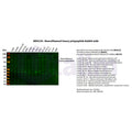U-Blot® Neurofilament heavy polypeptide Rabbit Monoclonal Antibody – Figure 1 of 5