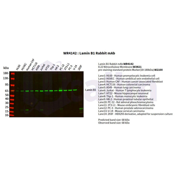 U-Blot® Lamin B1 Rabbit Monoclonal Antibody – Figure 1 of 6