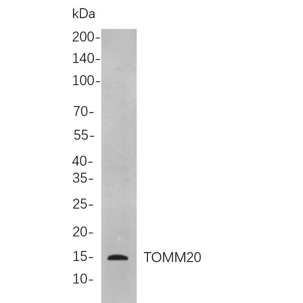 U-Blot® TOMM20 Rabbit Monoclonal Antibody – Figure 1 of 1