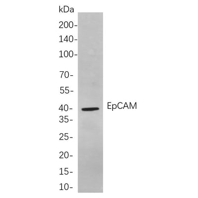 U-Blot® EpCAM Rabbit Monoclonal Antibody – Figure 1 of 6