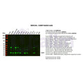U-Blot® CIRBP Rabbit Monoclonal Antibody (PT0373R) – Figure 1 of 2