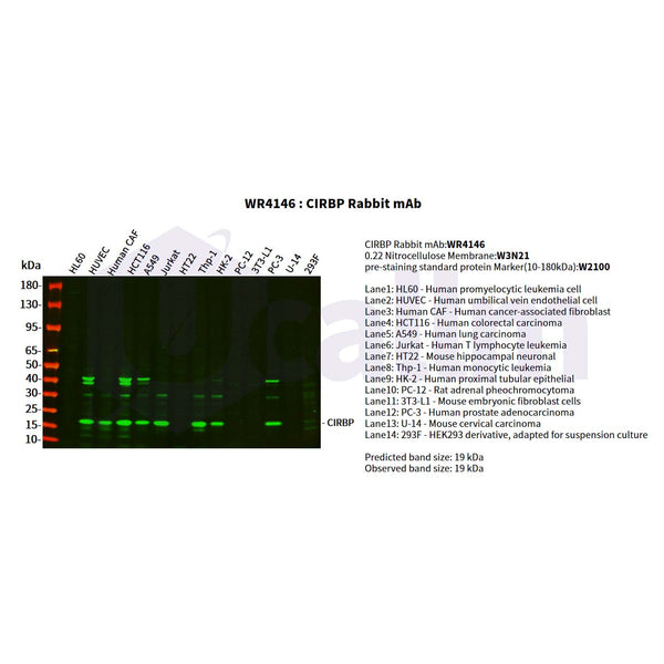 U-Blot® CIRBP Rabbit Monoclonal Antibody (PT0373R) – Figure 1 of 2