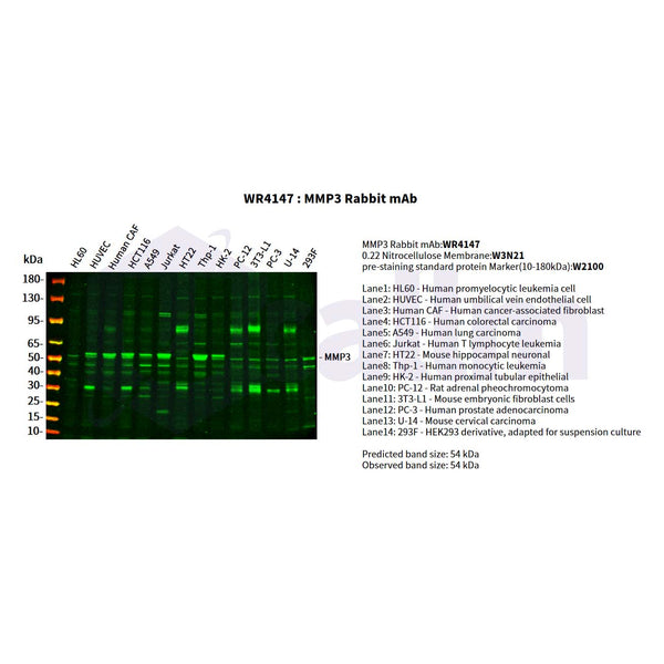 U-Blot® MMP3 Rabbit Monoclonal Antibody – Figure 1 of 3