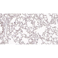 U-Blot® ATF-4 Rabbit Monoclonal Antibody – Figure 1 of 2