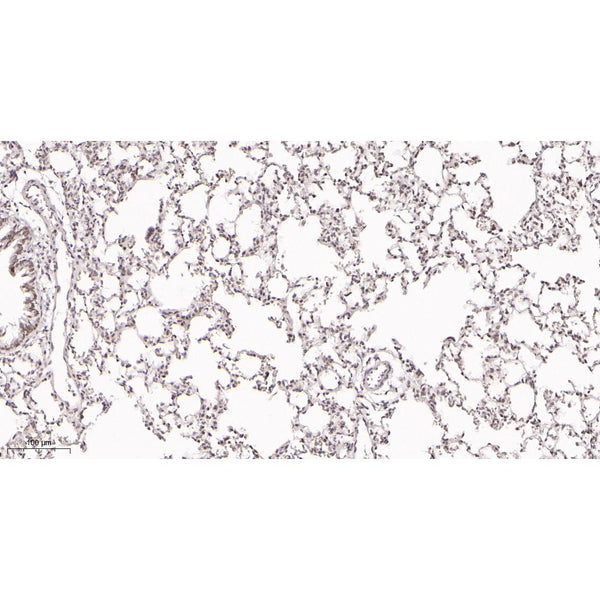 U-Blot® ATF-4 Rabbit Monoclonal Antibody – Figure 1 of 2