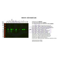 U-Blot® SOX9 Rabbit Monoclonal Antibody – Figure 1 of 2