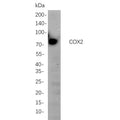 U-Blot® COX2 Rabbit Monoclonal Antibody – Figure 1 of 1