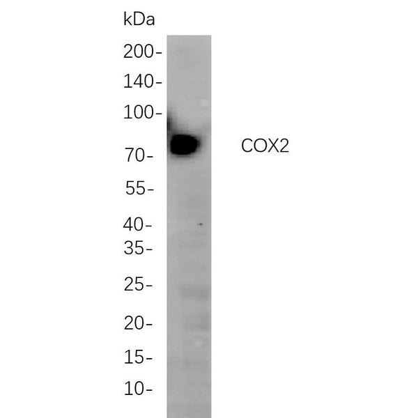 U-Blot® COX2 Rabbit Monoclonal Antibody – Figure 1 of 1