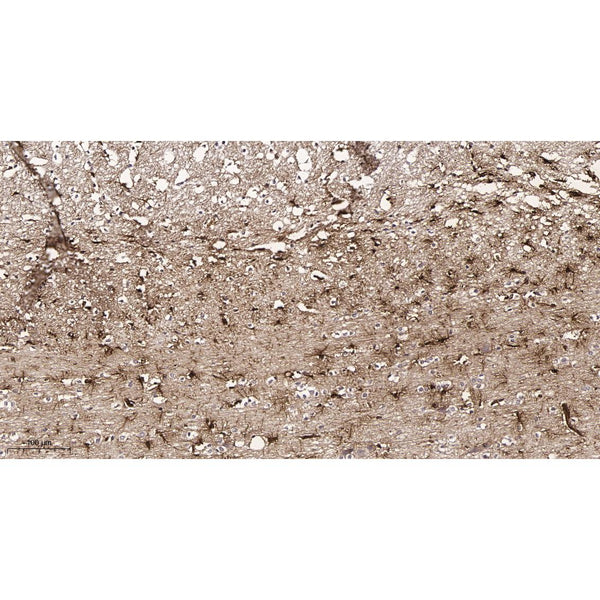 U-Blot® GFAP Rabbit Monoclonal Antibody – Figure 1 of 5