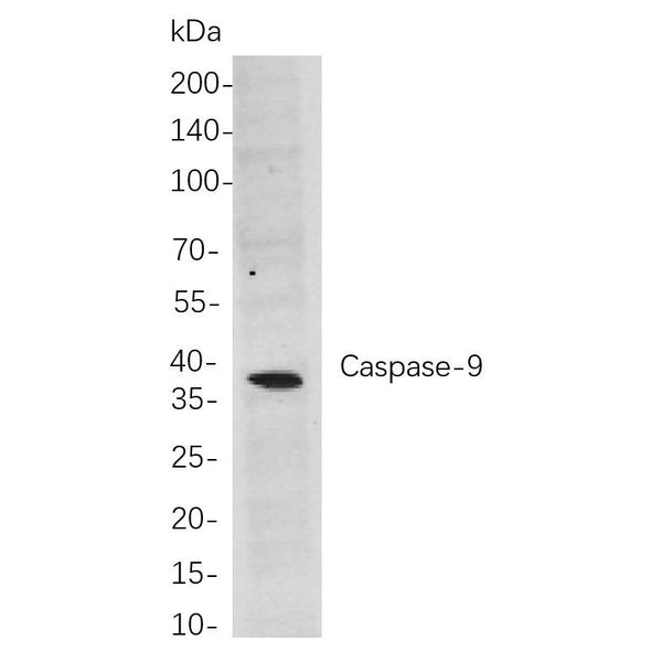 U-Blot® Caspase-9 Rabbit Monoclonal Antibody – Figure 1 of 1