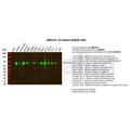 U-Blot® β Catenin Rabbit Monoclonal Antibody – Figure 1 of 3