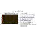 U-Blot® Bax Rabbit Monoclonal Antibody – Figure 1 of 3