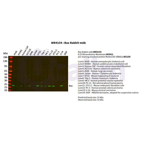 U-Blot® Bax Rabbit Monoclonal Antibody – Figure 1 of 3